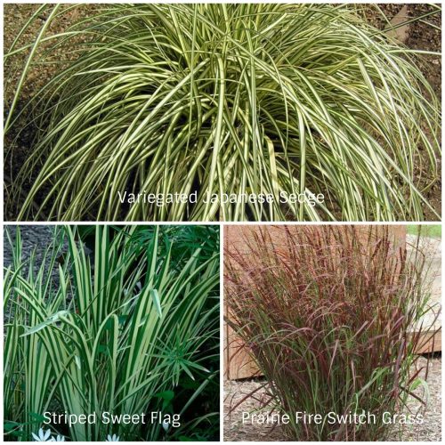 Water Loving Grasses (Photos Courtesy of LeBeau Bamboo Nursery, Fine Gardening, and Missouri Botanic Garden)