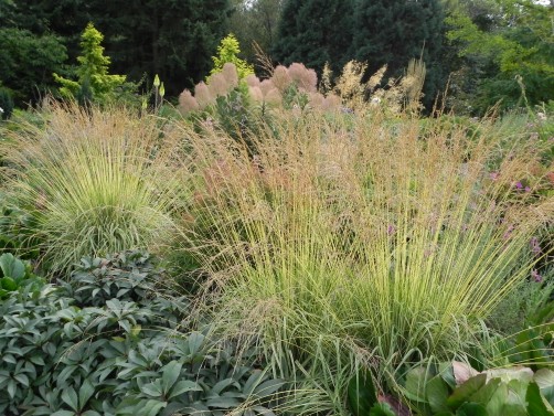 Molinia caerulea ‘Variegata’ at the Bellevue Botanical Gardens ...