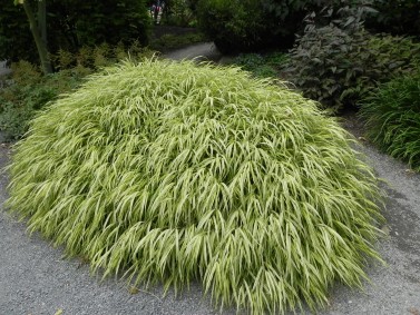 Hakonechloa macra 'Aureola'