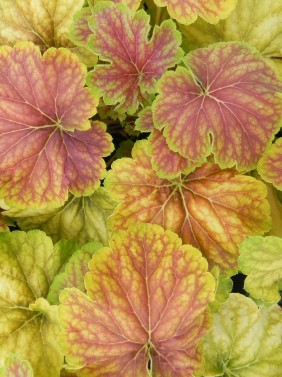 Heuchera 'Delta Dawn'