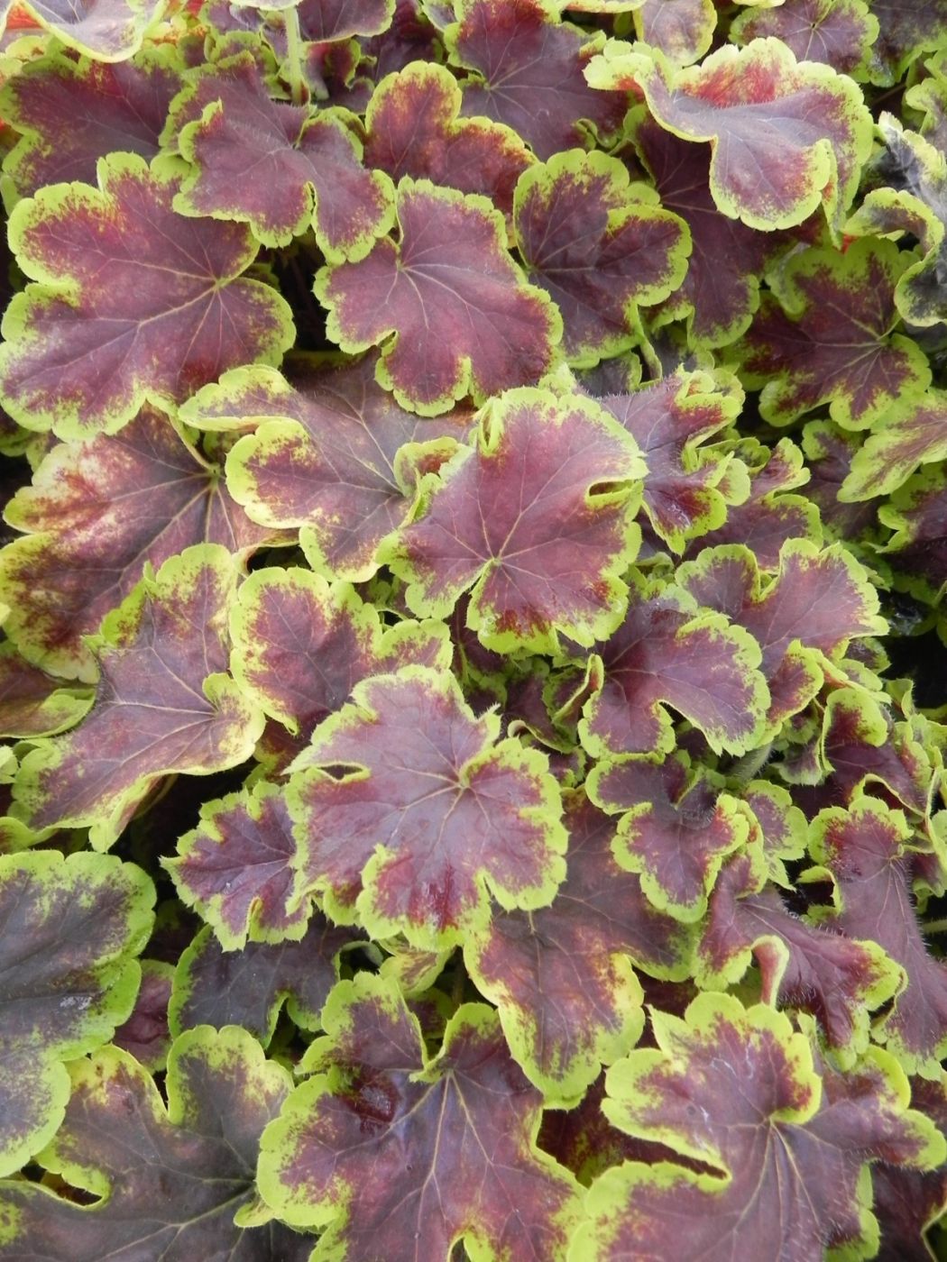 Heuchera 'Solar Eclipse' | Sublime Garden Design | Landscape Design ...