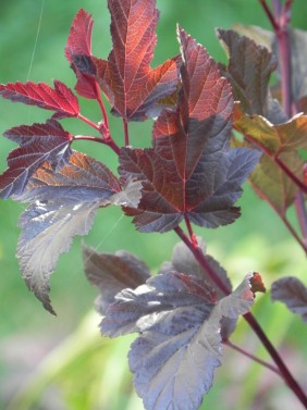 Physocarpus opulifolius 'Coppertina'