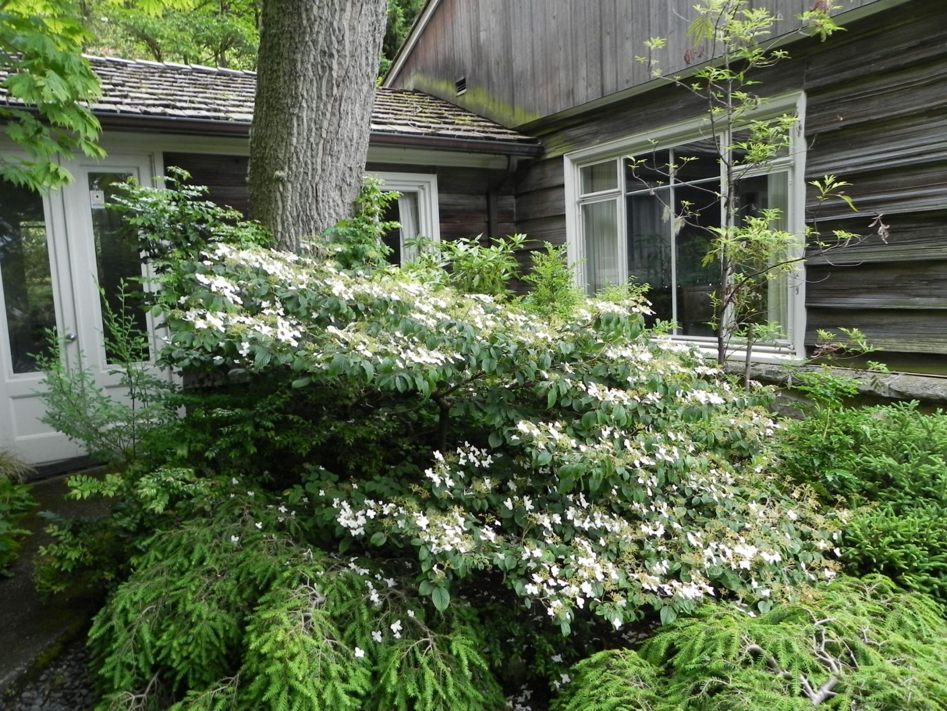 Viburnum plicatum tomentosum — Sublime Garden Design Landscape Design & Landscape Architecture