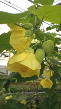 Yellow Abutilon