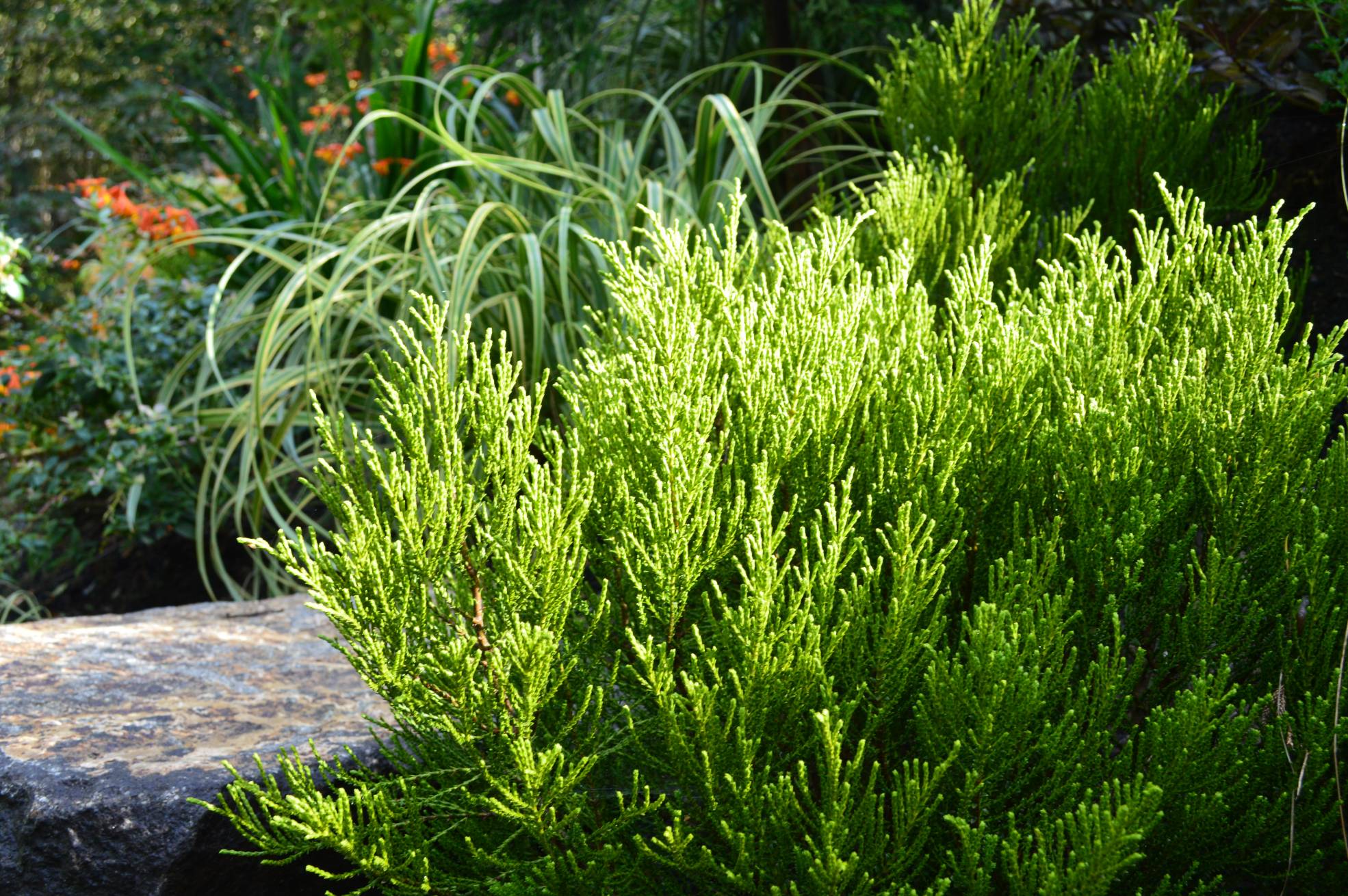 Our top 20 favorite all season plants for small gardens in the ...