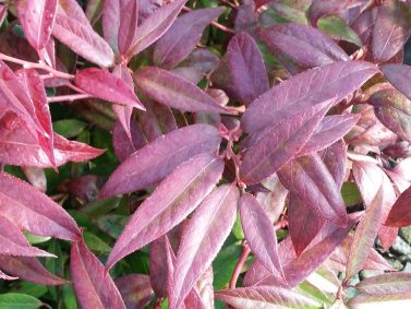 Leucothoe fontanesiana 'Zeblid''