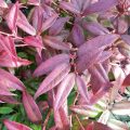 Leucothoe fontanesiana 'Zeblid'''Zeblid''