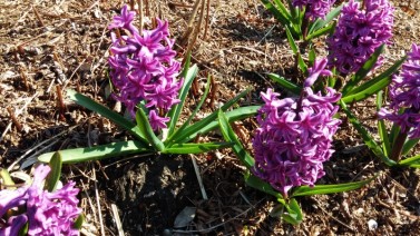 Hyacinth 'Woodstock' 
