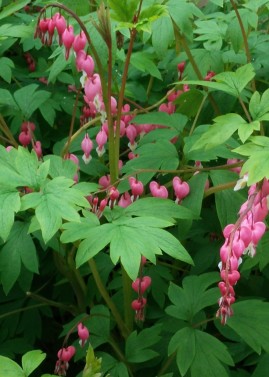 Bleeding Heart (Dicentra spectablis)