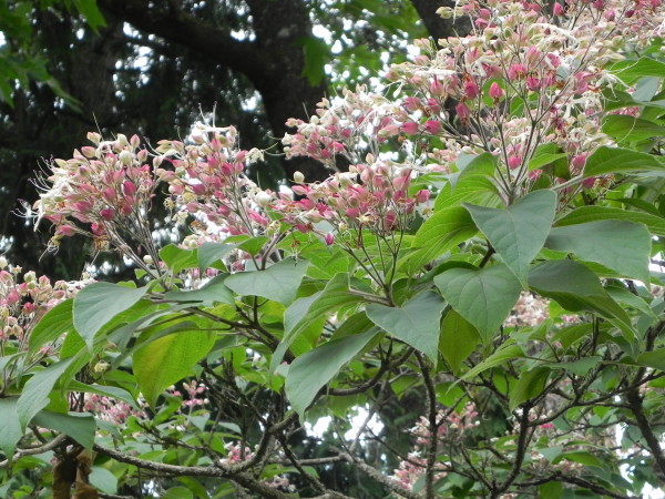 10 Great Flowering Trees Sublime Garden Design Landscape Design Serving Snohomish County And North King County