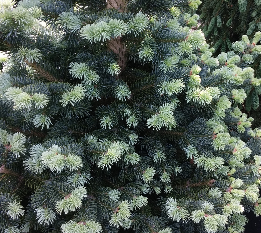 Abies Lasiocarpa Glauca Compacta 1024 913 Sublime Garden Design Abies Lasiocarpa Glauca Compacta 1024 913