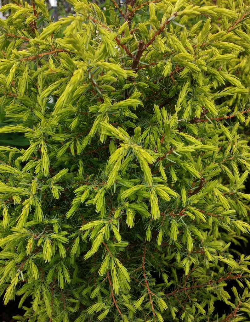 Juniperus c Gold Cone (794x1024) | Sublime Garden Design | Landscape ...