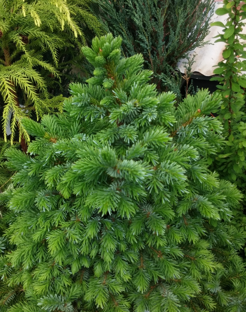 Picea omorika nana (808x1024) Sublime Garden Design Landscape