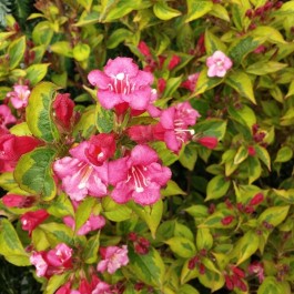 French Lace Weigela (Weigela 'French Lace'_