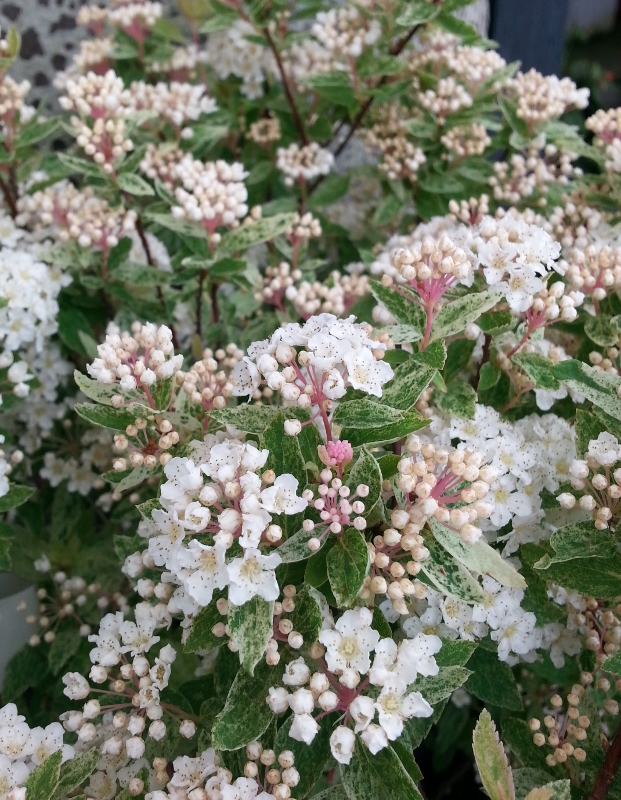 spirea pink ice (2) (621x800) | Sublime Garden Design | Landscape ...