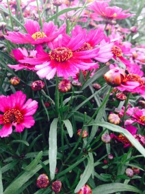 Coreopsis 'Garnet'