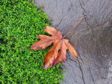 Maplr leaf