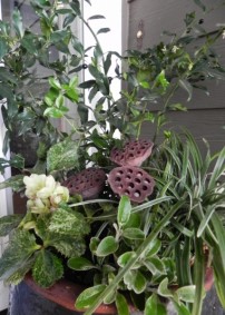 Evergreen Container Planting