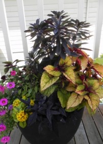 Container Gardens