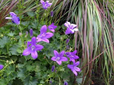 Birch Hybrid Bellflower (Campanula x 'Birch Hybrid')