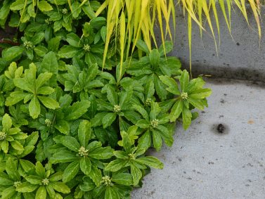 Pachysandra terminalis