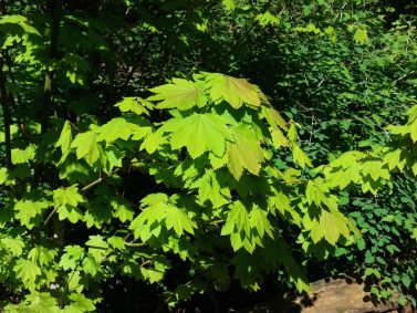 Vine Maple (Acer circinatum)