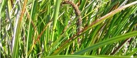 Slough Sedge (Carex obnupta)