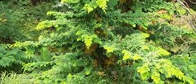 Fernspray Hinoki Cypress (Chamaecyparis obtusa 'Filicoides')