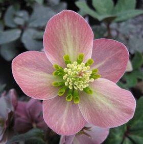 Lenten Rose (Helleborus x ballardiae 'Merlin')