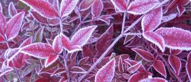 Moyers Red Heavenly Bamboo (Nandina domestica 'Moyers Red')