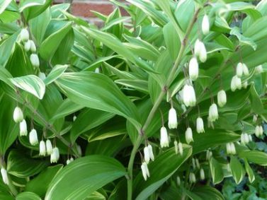 Solomon's Seal (Polygonatum ordoratum)