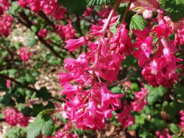 Flowering Currant (Ribes sanguineum)