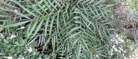 Soft Caress Mahonia (Mahonia aquifolium 'Soft Caress')
