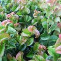 Leucothoe ‘Curly Red’