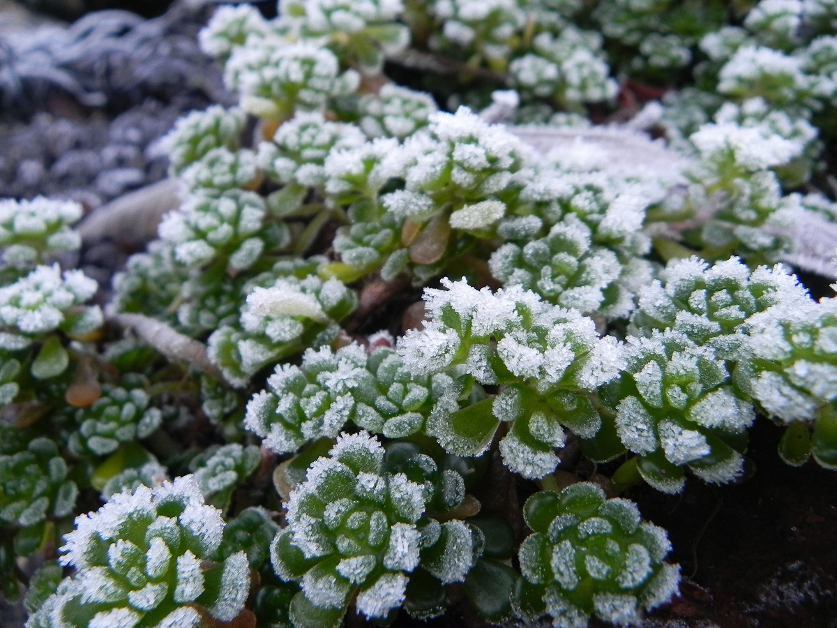 Frosted Succulent
