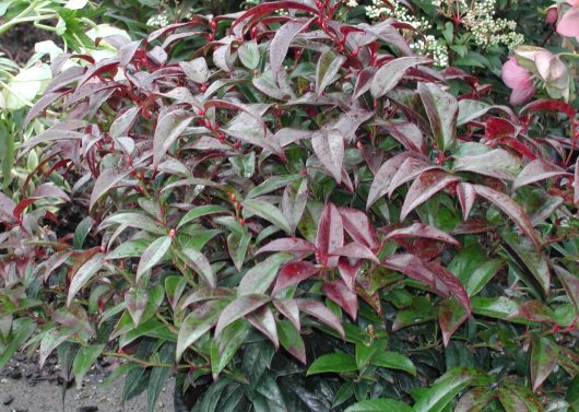 Plant of the Month: Leucothoe | Sublime Garden Design | Landscape ...