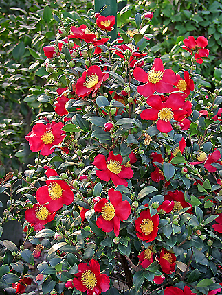 Yuletide Camellia (Camellia sasanqua 'Yuletide') | Sublime Garden