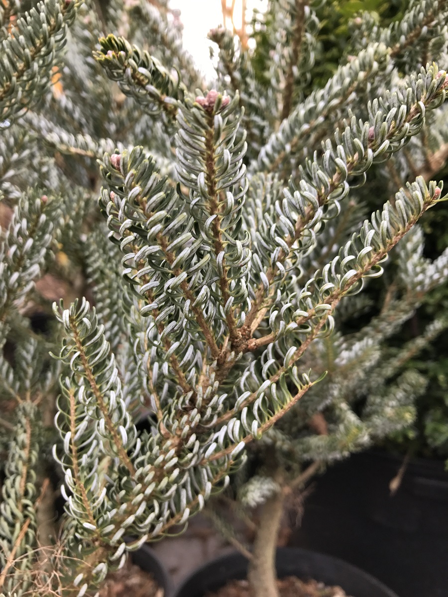 Abies koreana ‘Silberlocke’ (Variegated Korean Fir) | Sublime Garden