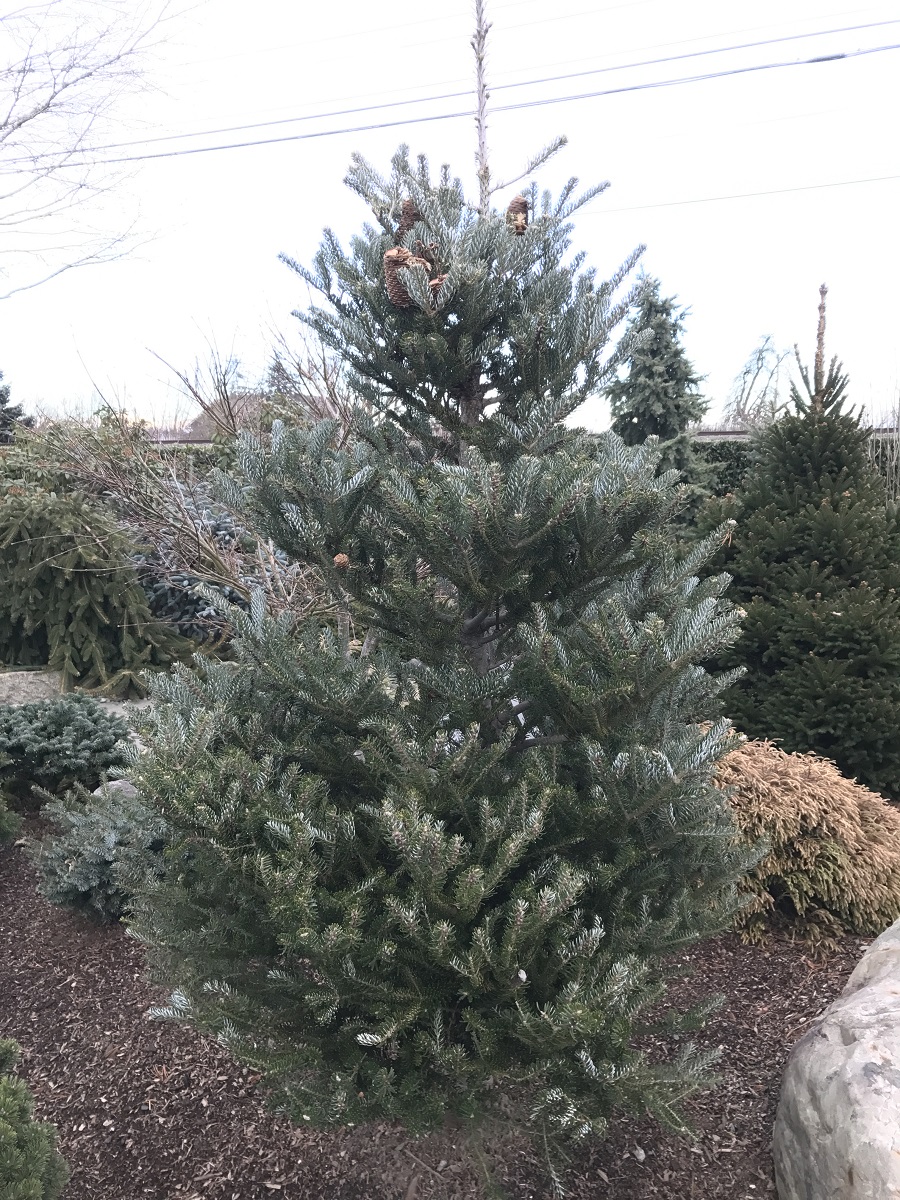 Abies koreana ‘Silberlocke’ (Variegated Korean Fir) | Sublime Garden