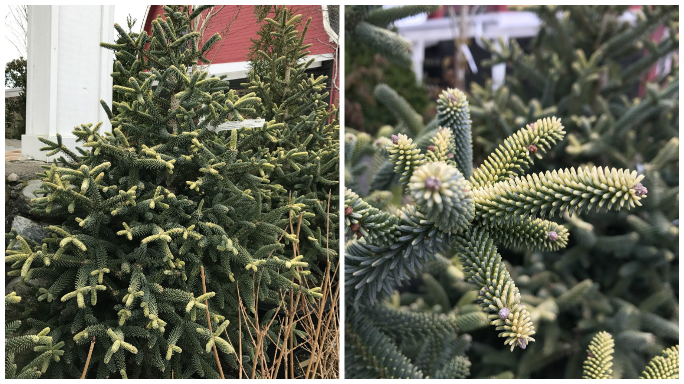 Abies pinsapo 'Aurea' (Golden Spanish Fir) — Sublime ...