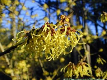 Hamamelis x intermedia 'Arnold Promise'