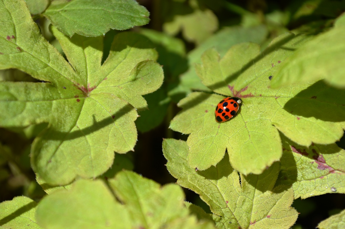 Lady Bug