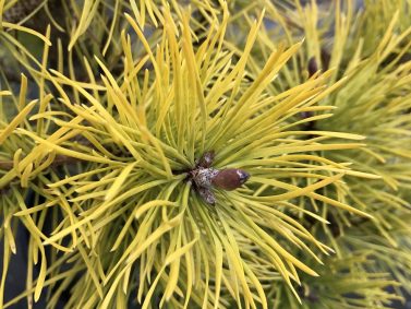 Pinus contorta var. latifolia 'Chief Joseph' (Chief Joseph Lodgepole Pine)