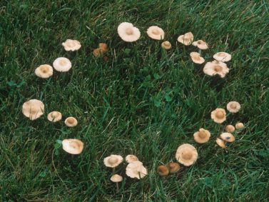 mushrooms hgtv cincin guys peri sublimegardendesign poisonous grow foe sadar tuhan kebesaran membuatmu fenomena akan experigreen faerie