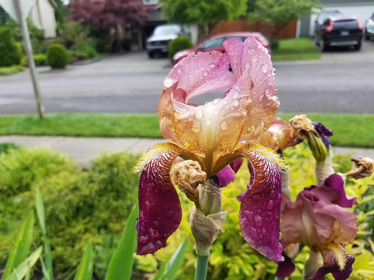 Bearded Iris