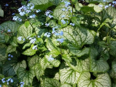 Jack Frost Brunnera (Brunnera macrophylla 'Jack Frost')