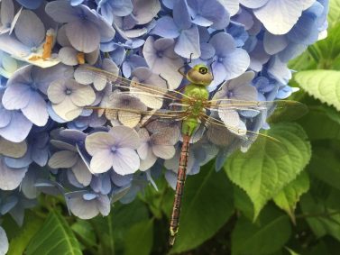 Dragonfly on Hydrangea