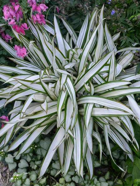 Snow Cap Sedge (Carex siderostricha ‘Snow Cap’) Photo Courtesy of Bluestone Perennials
