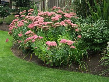 Høst Glede Sedum (Sedum x 'Høst Glede')'Autumn Joy')