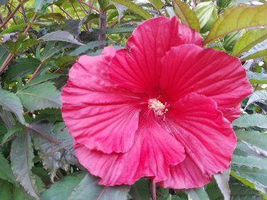Hibiscus